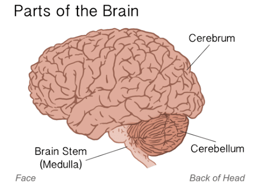 what happens if the cerebellum is damaged
