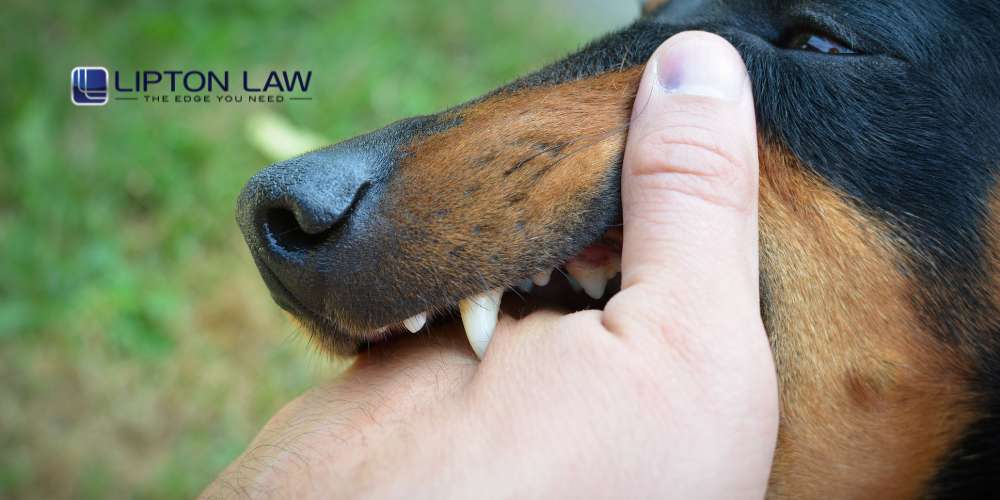 minor dog bite no blood